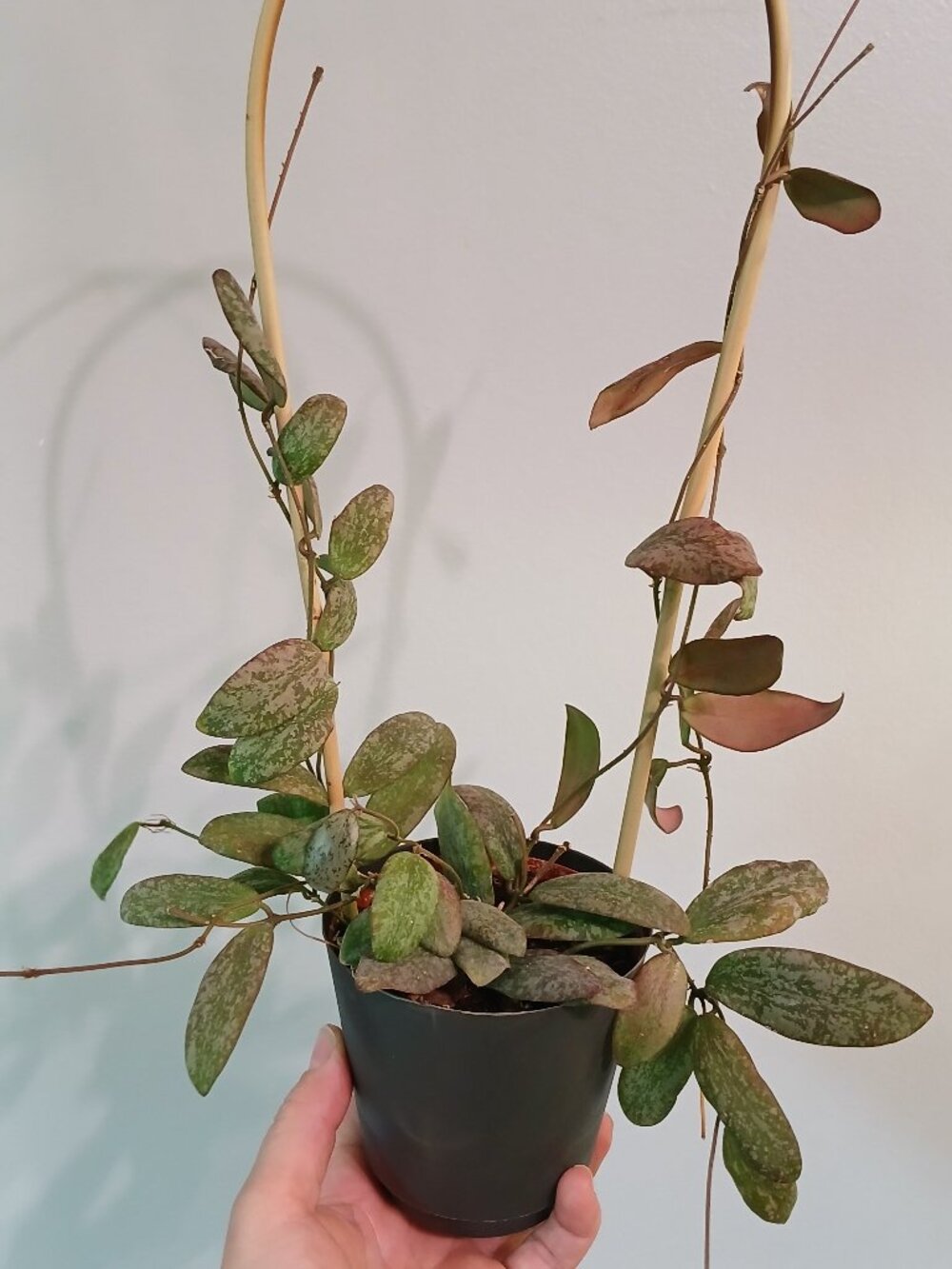 Hoya Sigillatis Borneo